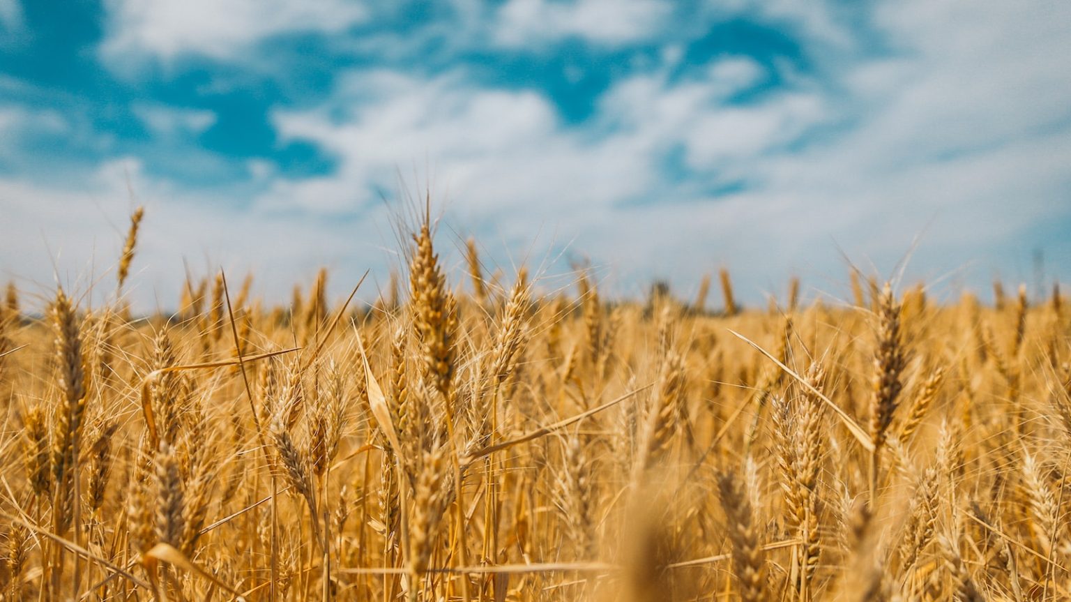 Grain Goldmine