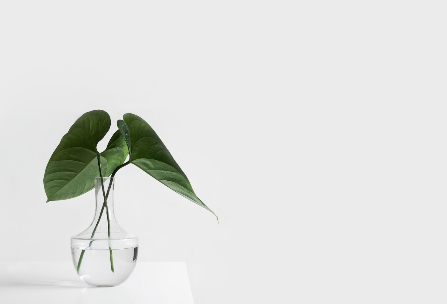 Plant-Based Lean